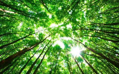 Wunschwand & Fotoaktion